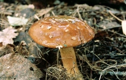 Вниманию жителей Николаевской области! В области уже 22 человека отравились грибами, один из них скончался