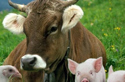 Вниманию Новоодесситов! Домашних животных придётся регистрировать