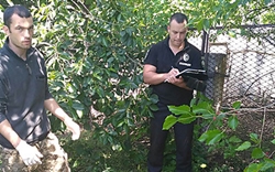 В Новой Одессе бешеный волк напал на мужчину и его собаку (Фото)