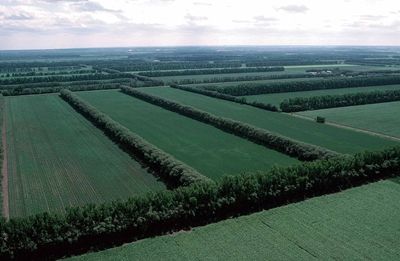 Правительство приняло постановление о сохранении полезащитных лесных полос